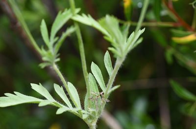 Lomelosia simplex, photographed by Paulo Martins