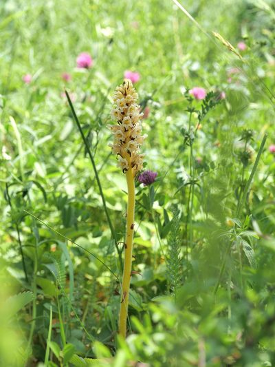Orobanche alsatica, photographed by Philipp Hoenle