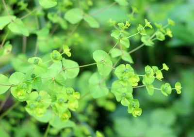 Euphorbia squamosa, photographed by Юрий Данилевский (Yuriy Danilevsky)
