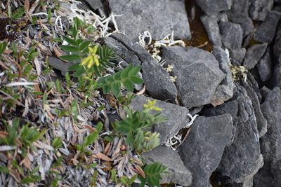 Astragalus umbellatus, photographed by Syd Cannings