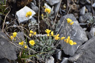 Physaria arctica, photographed by Syd Cannings