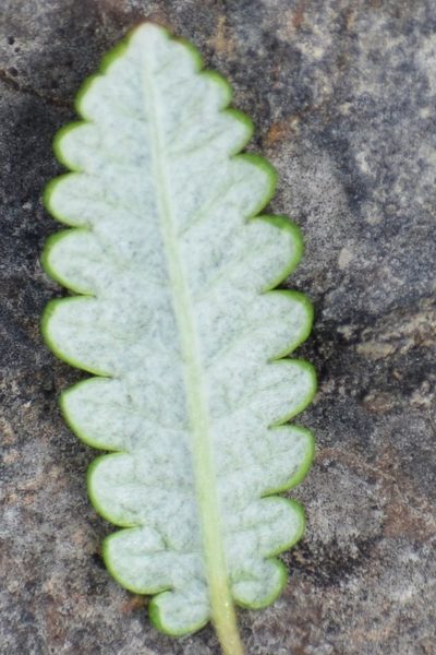 Dryas alaskensis, photographed by Syd Cannings