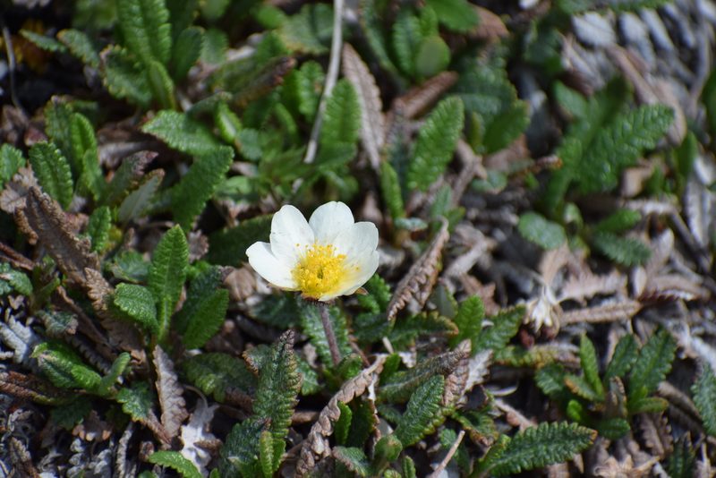 Dryas alaskensis, photographed by Syd Cannings