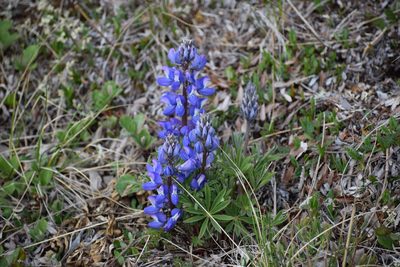 Lupinus arcticus, photographed by Syd Cannings