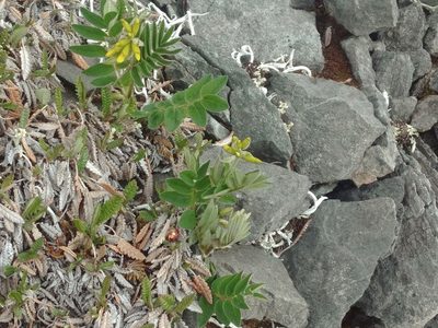 Astragalus umbellatus, photographed by Syd Cannings