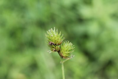 Carex molesta, photographed by Quinten Wiegersma