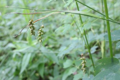 Carex sprengelii, photographed by Quinten Wiegersma