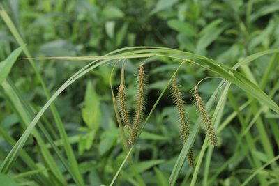 Carex crinita, photographed by Quinten Wiegersma