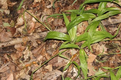 Carex albursina, photographed by Quinten Wiegersma