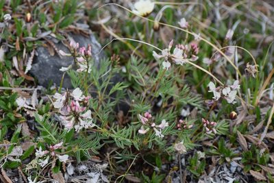 Astragalus australis, photographed by Syd Cannings