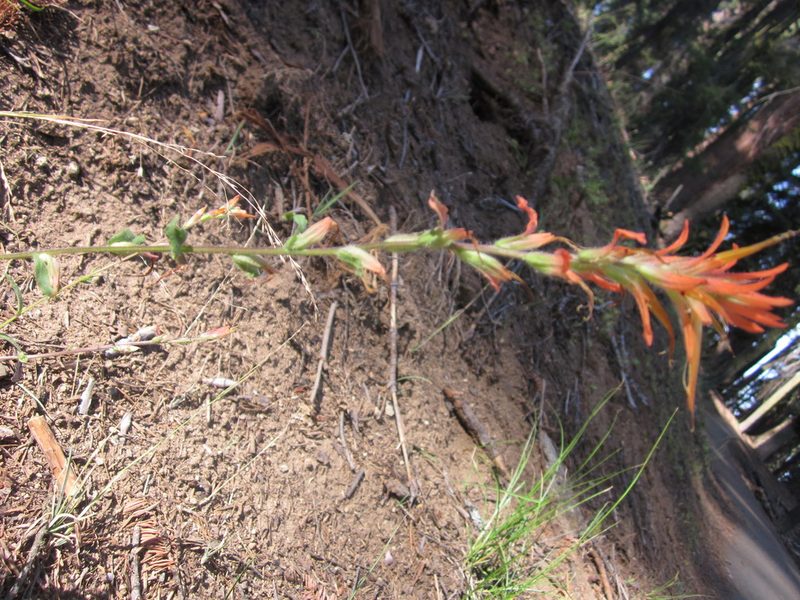 Castilleja disticha, photographed by Eric Knight