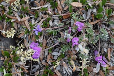 Oxytropis scammaniana, photographed by Syd Cannings