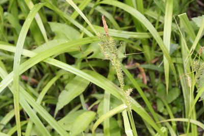 Carex scabrata, photographed by Quinten Wiegersma