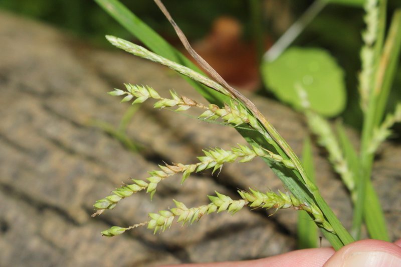 Carex prasina, photographed by Quinten Wiegersma