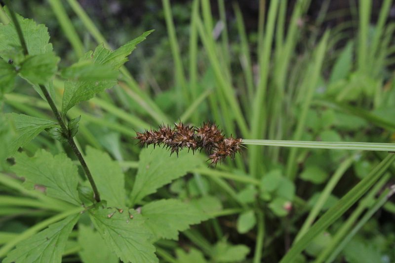 Carex laevivaginata, photographed by Quinten Wiegersma