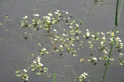 Ranunculus aquatilis, photographed by Peter Gabler