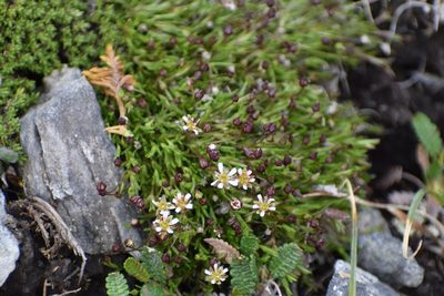 Sabulina elegans, photographed by Syd Cannings