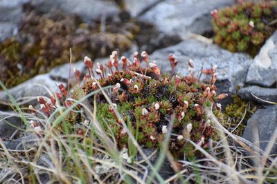 Androsace constancei, photographed by Syd Cannings