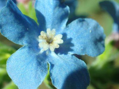 Hackelia velutina, photographed by Steve Woodward