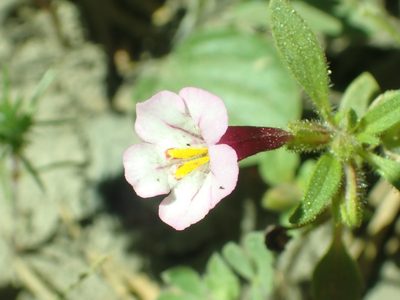 Diplacus torreyi, photographed by Steve Woodward