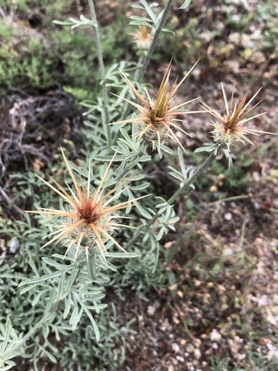 Centaurea ornata, photographed by poblado_verde_en_acción