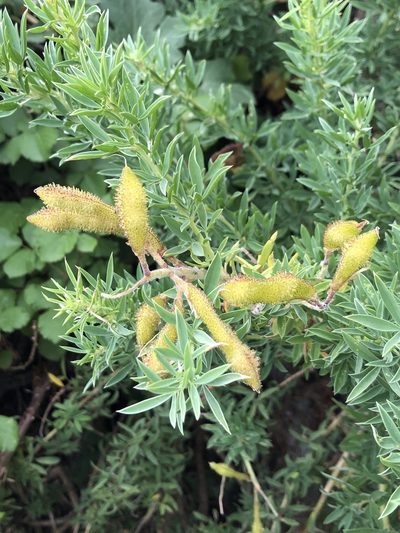 Adenocarpus hispanicus, photographed by poblado_verde_en_acción