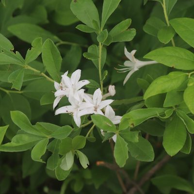 Rhododendron viscosum, photographed by Mark Apgar