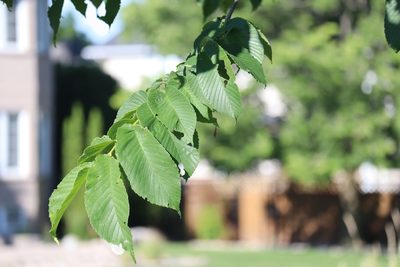 Ulmus rubra, photographed by Henry "Nick" Robertson