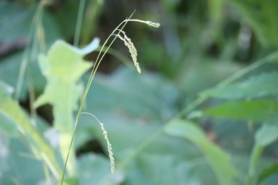 Carex gracillima, photographed by Henry "Nick" Robertson
