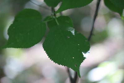 Prunus nigra, photographed by Henry "Nick" Robertson