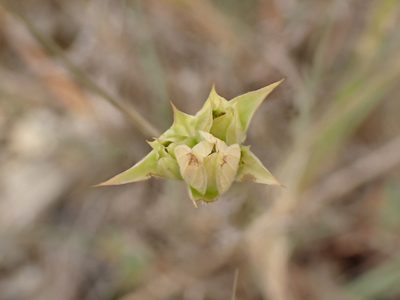 Bupleurum baldense, photographed by David Delon