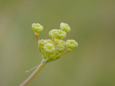 Bupleurum rigidum, photographed by David Delon