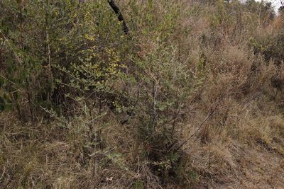 Afrocanthium gilfillanii, photographed by Tony Rebelo