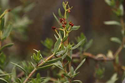 Crassula sarcocaulis, photographed by Tony Rebelo