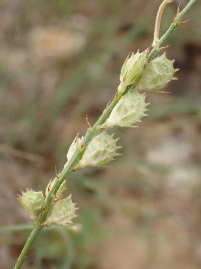 Onobrychis supina, photographed by David Delon