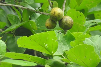 Cordia dodecandra, photographed by Sebastián de Jesús Herrera Buenfil
