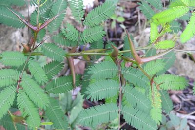 Vachellia cornigera, photographed by Sebastián de Jesús Herrera Buenfil