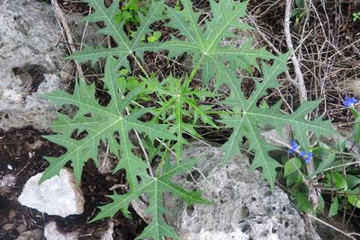 Cnidoscolus aconitifolius, photographed by Sebastián de Jesús Herrera Buenfil