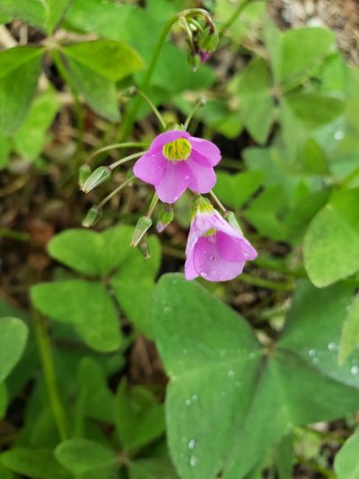 Oxalis dehradunensis, photographed by Robert Guralnick