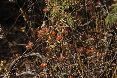 Kalanchoe rotundifolia, photographed by Tony Rebelo