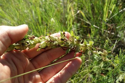 Pedicularis kaufmannii, photographed by Aleksei Baushev