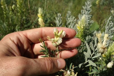 Astragalus albicaulis, photographed by Aleksei Baushev