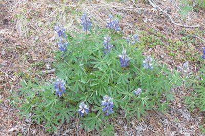 Lupinus arcticus, photographed by Julianne Ourom