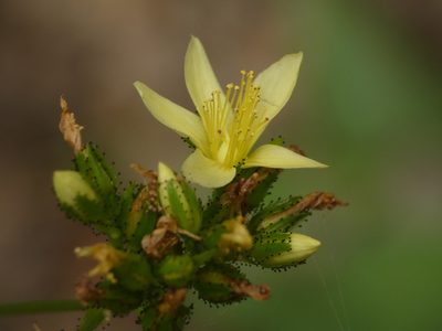 Hypericum montanum, photographed by Yves Bas