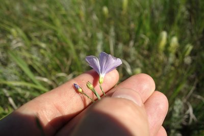 Linum nervosum, photographed by Aleksei Baushev