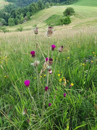 Cirsium pannonicum, photographed by TadejM