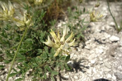 Astragalus albicaulis, photographed by Aleksei Baushev