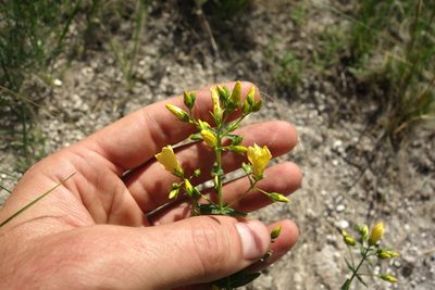 Hypericum elegans, photographed by Aleksei Baushev