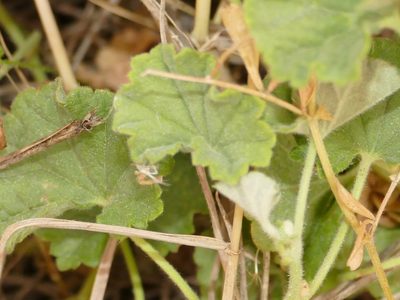 Malvella sherardiana, photographed by Sara Navarro