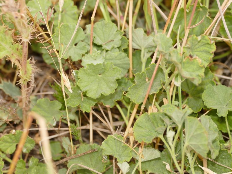 Malvella sherardiana, photographed by Sara Navarro